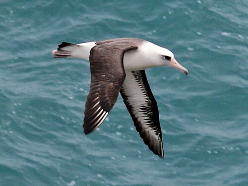 Laysan albatross